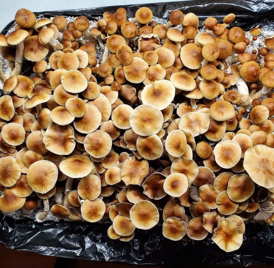 psilocybin_mushrooms